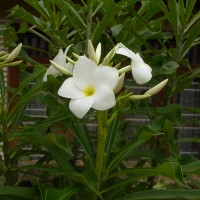 Plumeria pudica Jacq.